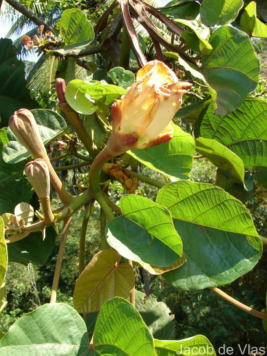 Swietenia macrophylla King